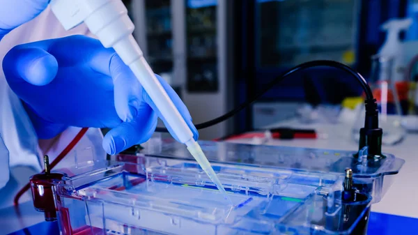 Elektroforez odasındaki jellerde protein ayrışması. Bilim kavramı, laboratuvar ve hastalıklar üzerine çalışma. Coronavirus (COVID-19) tedavisi geliştiriliyor.