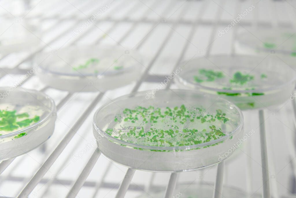 Close-up of cultures in petri dishes in bioscience laboratory refrigerator. Concept of science, laboratory and study of diseases. Coronavirus (COVID-19) treatment developing.