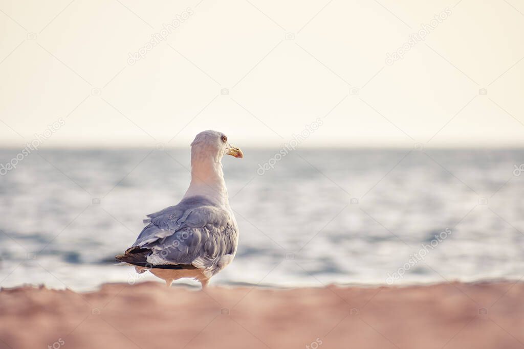 Portrait of a gull on the sand of the beach, with the sea in the background out of focus. Concept of wildlife and nature. Algarve, Portugal