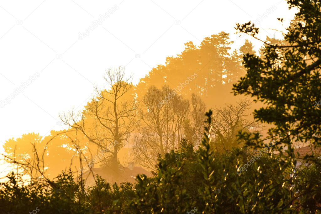 Rays of light dye the landscape and the trees yellow, in a village in the forest. Galicia, Spain