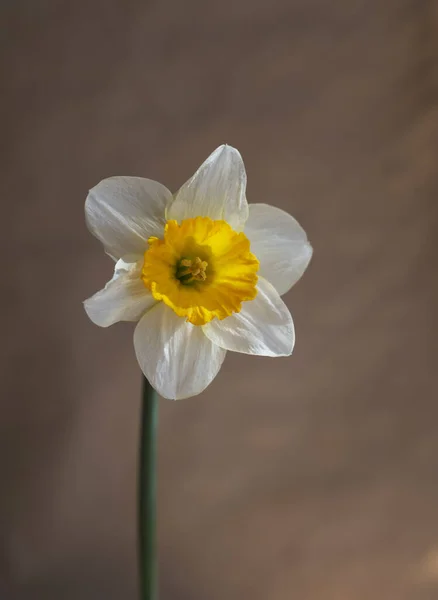 Bej arkaplanda muhteşem narsisler var. 