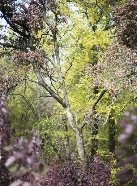 Muhteşem leylak çalılarının arasında büyüyen zarif orman.