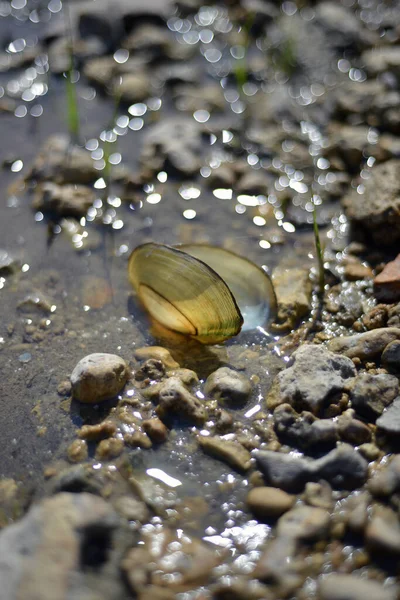 Sarı midyeler sahilde satılıyor.