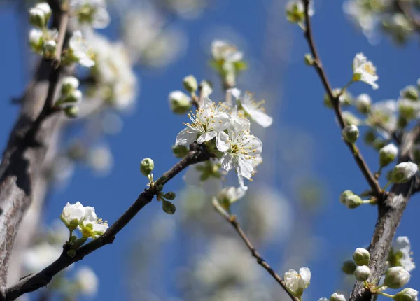 Gökyüzü arka planında çiçek ağacı