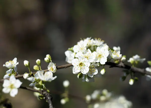 Bahçede erik ağacı çiçek açtı.