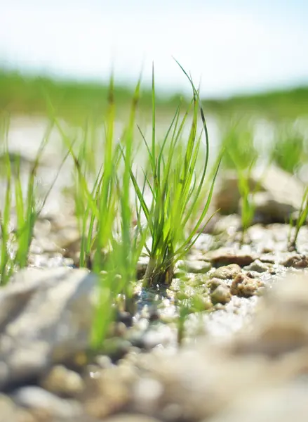 Taze yeşil çimenler taşların arasında büyüyor