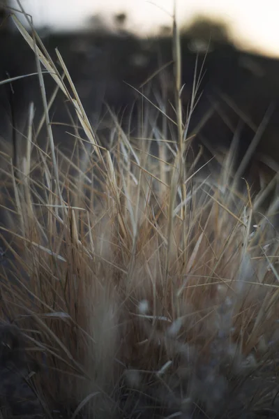 bej kuru çimenler karanlık sonbaharda 