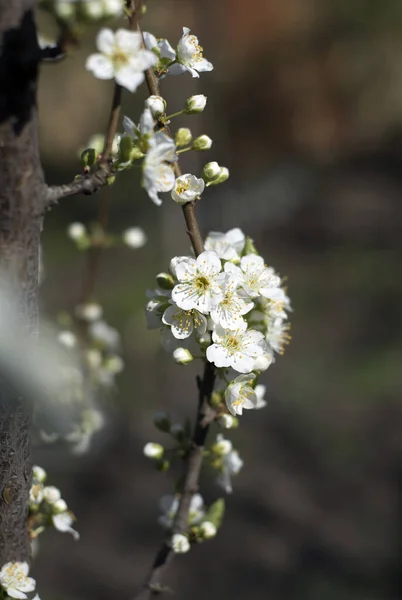 Bahar bahçesinde erik ağacından beyaz çiçekler