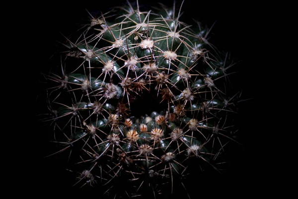 Siyah iğneli yeşil kaktüs
