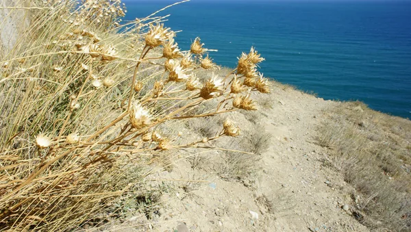Kumsalda kuru otlar ve çiçekler