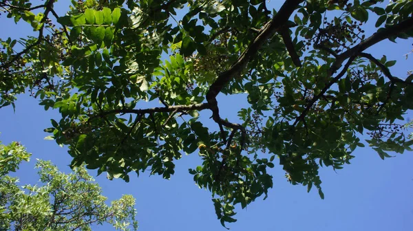 arkaplanda yeşil ağaç