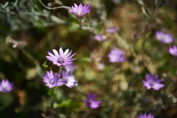 Yazın bahçedeki leylak çiçekleri