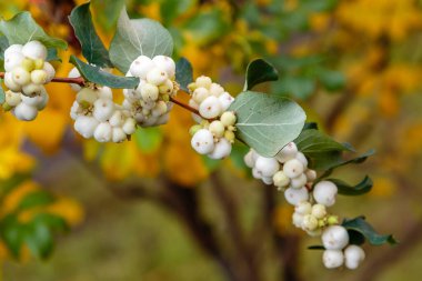 Symphoricarpos albusunun yakın görüntüsü