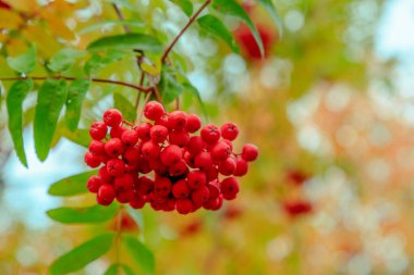 Rowan meyveleri sonbahar ağacında olgunlaşır.