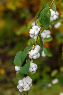 Symphoricarpos albusunun yakın görüntüsü