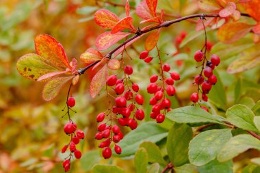 Berberi çalıları olgunlaşmış kırmızı meyvelerle