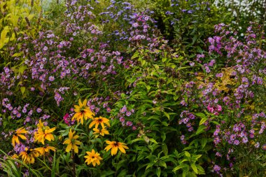 Parlak çiçek açan yıldızların yakın görüntüsü