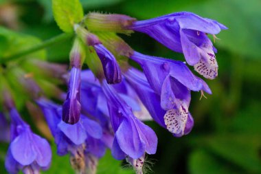 Dracocephalum fındık çiçeklerine yakından bak.