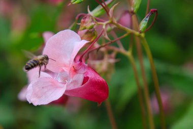 Blooming pink Impatiens Glandulifera, closeup. clipart