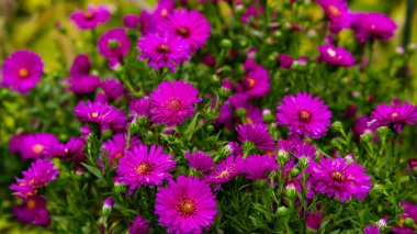 Parlak çiçek açan yıldızların yakın görüntüsü