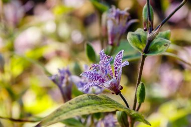 Ormanda yetişen hassas Tricyrtis çiçekleri