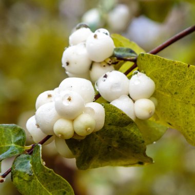 Symphoricarpos albusunun yakın görüntüsü