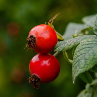 Otobüste olgunlaşan gül üzümleri