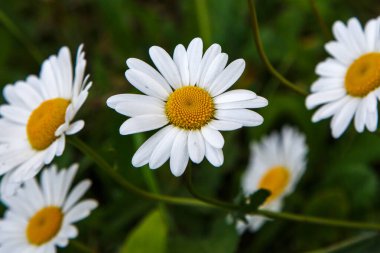 Çiçek açan papatyalar, bulanık yeşil arka plan.