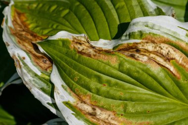 Kuru kenarlı hosta görünümünü kapat