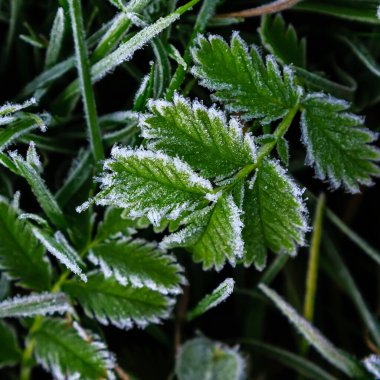 Buzla kaplı sonbahar yapraklarının ayrıntılı görünümü
