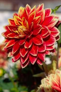 Yıldız çiçeğinin yakın görüntüsü