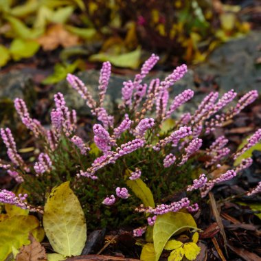 Calluna vulgaris 'in yakın görüntüsü