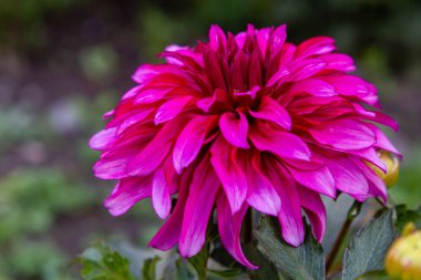 Yıldız çiçeğinin yakın görüntüsü