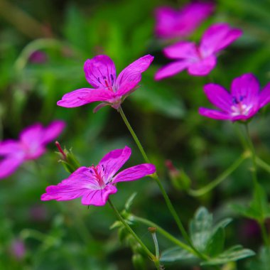 Parlak mor sardunya müfredat çiçekleri