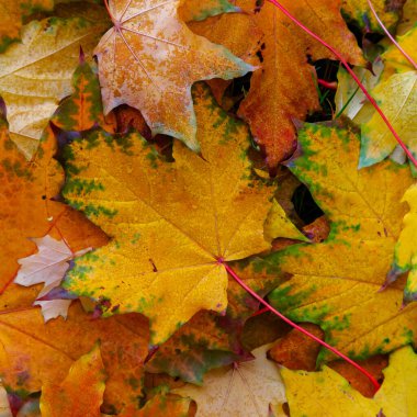 Sonbaharda dökülen yapraklarla kaplı bir yer.