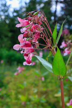 Açan pembe Impatiens Glandulifera, yakın plan..