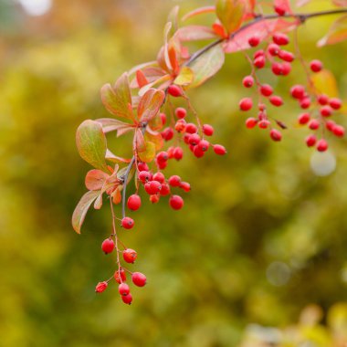 Berberi çalıları olgunlaşmış kırmızı meyvelerle