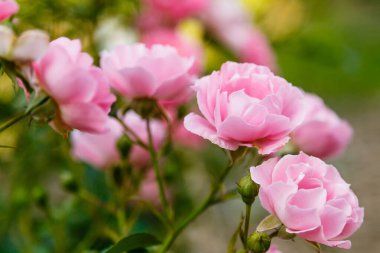 Parlak pembe güller, çiçek açan çalılar.