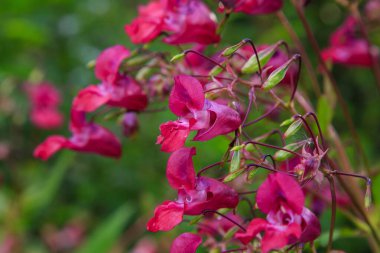 Açan pembe Impatiens Glandulifera, yakın plan..