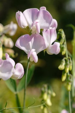 Lathyrus çiçeklerinin detaylı görünümü