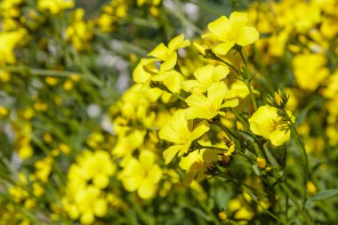 Bahçede büyüyen linum campanulatum
