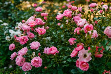 Parlak pembe güller, çiçek açan çalılar.