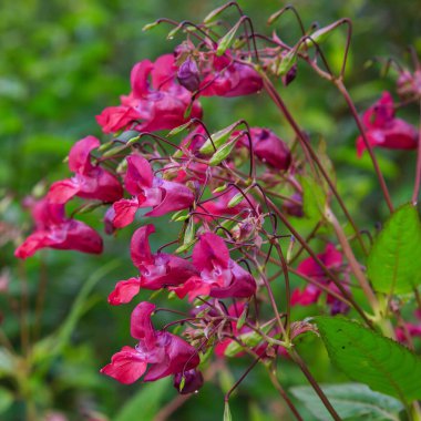 Açan pembe Impatiens Glandulifera, yakın plan..
