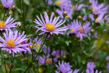Yumuşak menekşe Aster nova-angliae