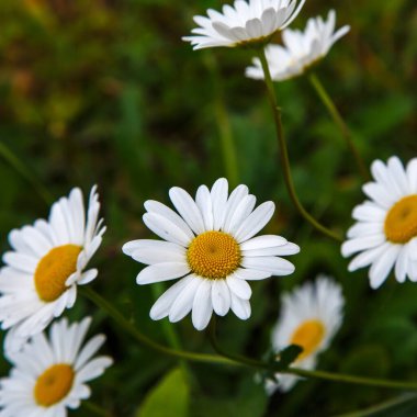 Çiçek açan papatyalar, bulanık yeşil arka plan.