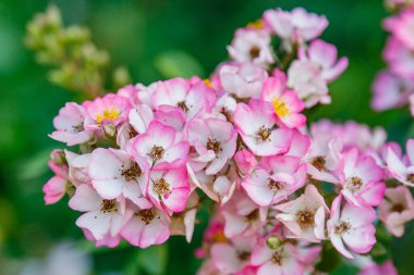 Parlak pembe güller, çiçek açan çalılar.