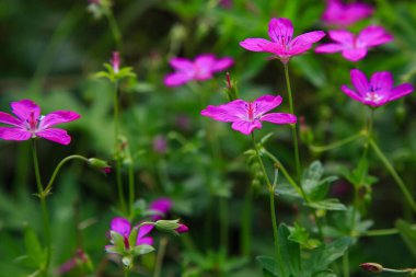 Parlak mor sardunya müfredat çiçekleri