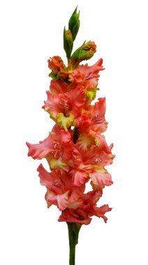 Beyaz arkaplanda izole edilmiş gladiolus çiçeklerinin ayrıntılı görünümü