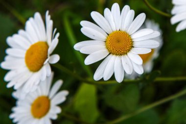 Çiçek açan papatyalar, bulanık yeşil arka plan.