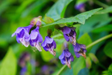 Dracocephalum fındık çiçeklerine yakından bak.